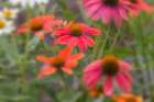 Cone flowers in garden. Art Print